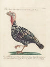 Ornithologia methodice digesta Pl.208