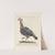 Ornithologia methodice digesta Pl.208 by Saverio Manetti