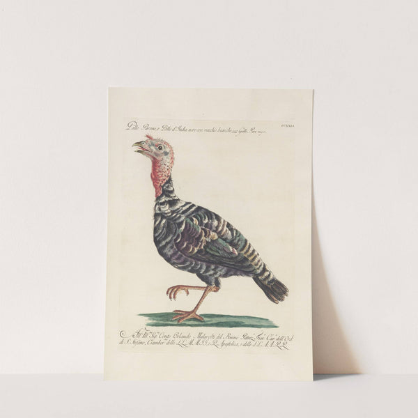 Ornithologia methodice digesta Pl.208 by Saverio Manetti