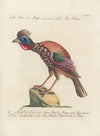 Ornithologia methodice digesta Pl.209