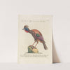 Ornithologia methodice digesta Pl.209 by Saverio Manetti