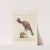 Ornithologia methodice digesta Pl.209 by Saverio Manetti
