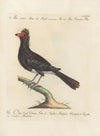 Ornithologia methodice digesta Pl.210