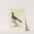 Ornithologia methodice digesta Pl.210 by Saverio Manetti