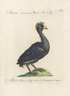 Ornithologia methodice digesta Pl.211