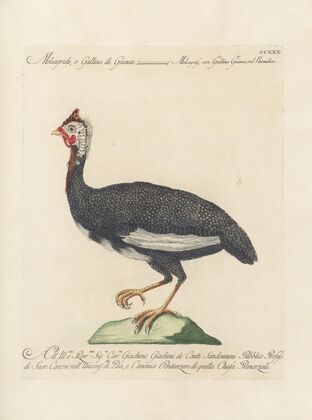 Ornithologia methodice digesta Pl.212