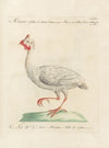 Ornithologia methodice digesta Pl.213