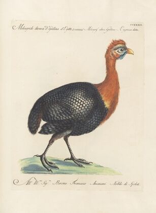 Ornithologia methodice digesta Pl.214