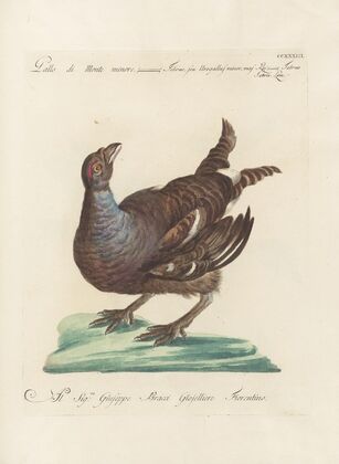 Ornithologia methodice digesta Pl.215