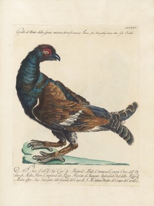 Ornithologia methodice digesta Pl.217
