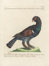 Ornithologia methodice digesta Pl.218