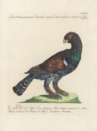Ornithologia methodice digesta Pl.218