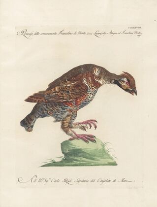 Ornithologia methodice digesta Pl.220