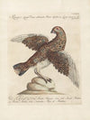 Ornithologia methodice digesta Pl.221