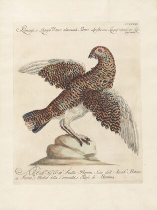 Ornithologia methodice digesta Pl.221