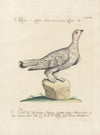 Ornithologia methodice digesta Pl.222