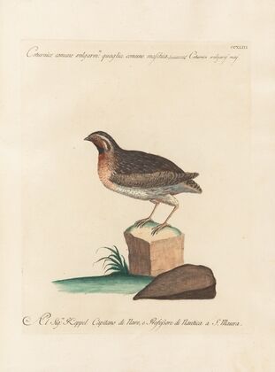Ornithologia methodice digesta Pl.225