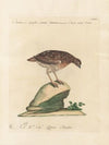 Ornithologia methodice digesta Pl.226