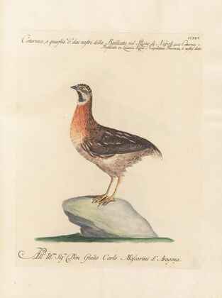 Ornithologia methodice digesta Pl.227