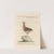 Ornithologia methodice digesta Pl.227 by Saverio Manetti