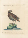 Ornithologia methodice digesta Pl.229