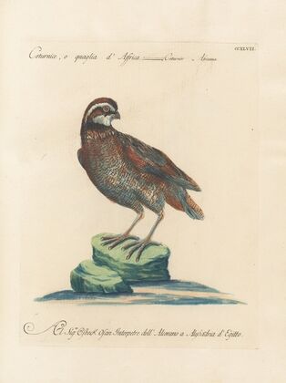 Ornithologia methodice digesta Pl.229