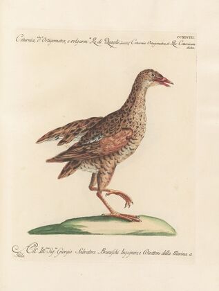 Ornithologia methodice digesta Pl.230