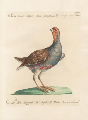 Ornithologia methodice digesta Pl.231