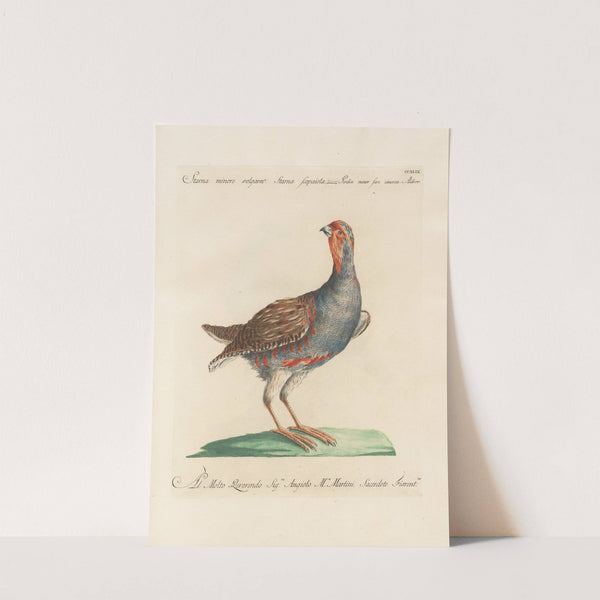 Ornithologia methodice digesta Pl.231 by Saverio Manetti