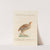 Ornithologia methodice digesta Pl.233 by Saverio Manetti