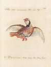 Ornithologia methodice digesta Pl.235