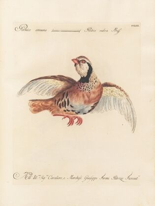 Ornithologia methodice digesta Pl.235