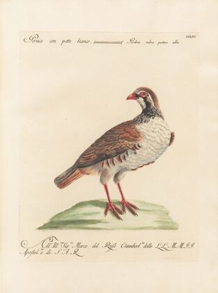 Ornithologia methodice digesta Pl.236