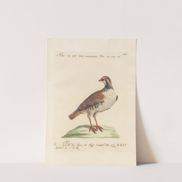 Ornithologia methodice digesta Pl.236 by Saverio Manetti