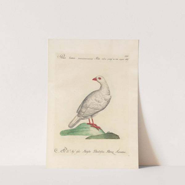 Ornithologia methodice digesta Pl.237 by Saverio Manetti