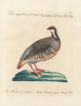 Ornithologia methodice digesta Pl.238