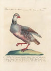 Ornithologia methodice digesta Pl.239