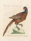 Ornithologia methodice digesta Pl.240