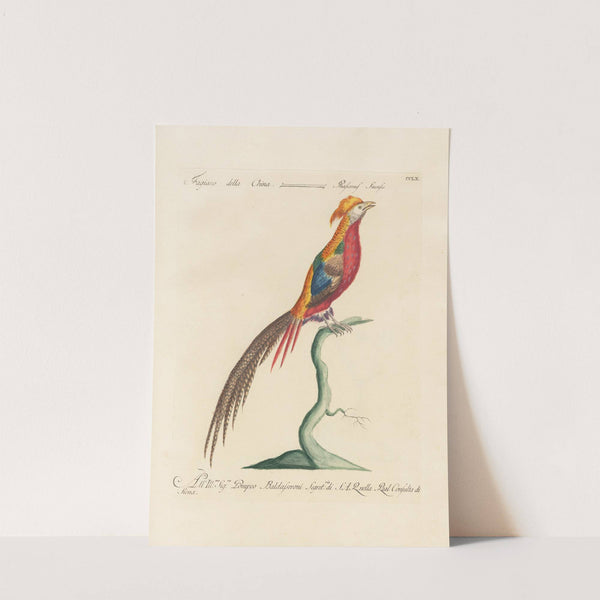 Ornithologia methodice digesta Pl.242 by Saverio Manetti