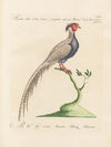Ornithologia methodice digesta Pl.243