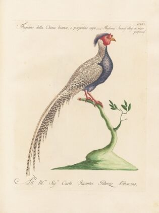Ornithologia methodice digesta Pl.243
