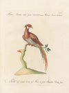 Ornithologia methodice digesta Pl.244