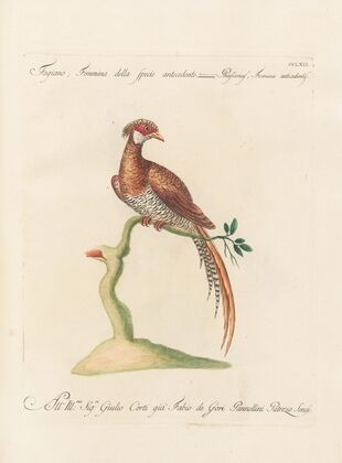 Ornithologia methodice digesta Pl.244