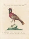 Ornithologia methodice digesta Pl.245