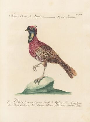 Ornithologia methodice digesta Pl.245