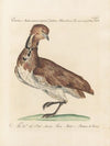 Ornithologia methodice digesta Pl.246