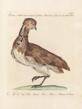 Ornithologia methodice digesta Pl.246