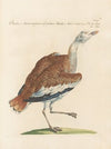 Ornithologia methodice digesta Pl.247
