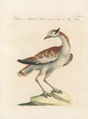 Ornithologia methodice digesta Pl.248
