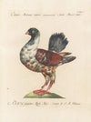 Ornithologia methodice digesta Pl.249